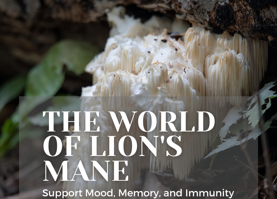 From Gourmet Delight to Immune Warrior: The Astonishing Health Benefits of Lion’s Mane Mushroom